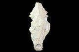 Beautiful, Oreodont (Merycoidodon) Skull - Wyoming #93751-7